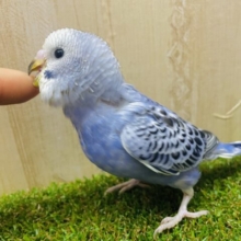 最新画像になりますよ‼️ニパッと花咲くような可愛さ🌼　セキセイインコ　オパーリン