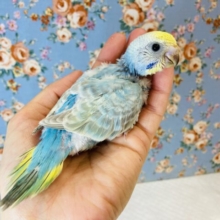 わたわた赤ちゃんです💙☁️手乗りセキセイインコ(レインボー)💫