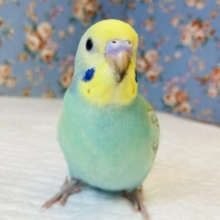 ヒナご飯卒業🌟人気のセキセイインコさんです💚💛