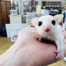 リューシスティック♡モモンガベビー入舎♡男の子