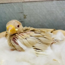 人気者なシナモン文鳥！！優しい素敵なカラーです♪