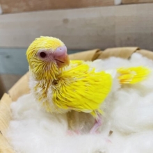 明るさ全開☆情熱カラー！セキセイインコのルチノー！