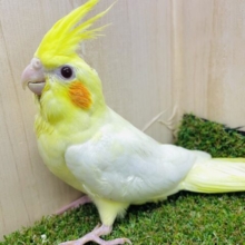 おっと！もしもし？もじもじタイム〜　オカメインコ　ルチノー