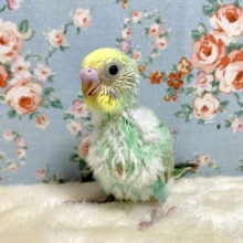 セキセイインコ　パステルレインボーエメラルドグリーン🌿*･　４月２８日