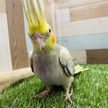 最新画像あります☆ヒナ餌卒業‼️たくさん鳴いてたくさん食べる元気っ子！オカメインコのシナモンパール！