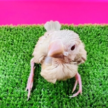シナモン文鳥ヒナやってきたよー！