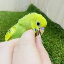 最新画像になりますよ‼️ぜんぶぜんぶ！大好きでいいじゃん！💓　セキセイインコ　パイド