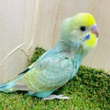 ワクワクする方が楽しいに決まってるよね〜　セキセイインコ　レインボー
