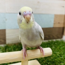 最新画像アリ☆黄色いお顔シナモンカラーの模様が可愛らしい！セキセイインコのイエローフェイスシナモンスパングル！