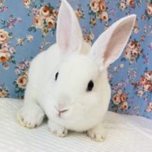 純白ラビット🤍🐇ミニレッキス(フロスティ)🤍♂