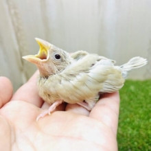 あと1匹です！最新画像になりますよ！ハッピー毎日！僕らが1番だい！！　シナモン文鳥