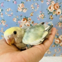 最高にイイお色です..💙手乗りコザクラインコのヒナちゃん入舎🌟