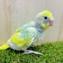 キラッキラな笑顔をお届け〜😋　セキセイインコ　パステルレインボーパイド　