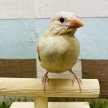 ふわっと淡いカラーが人気のシナモン文鳥☆
