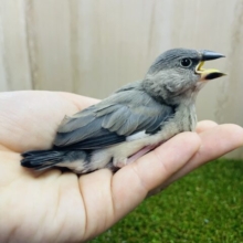 最新画像になりますよ～！！可愛すぎてごめんなさい！！定番人気！　桜文鳥