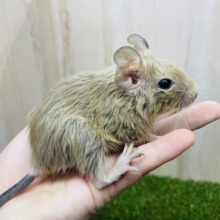 ワッと！ワンパクで！ワンダフルな〜！　デグー　サンド　男の子