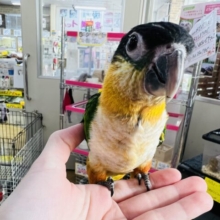 画像更新☆甘えん坊♡ズグロシロハラインコ