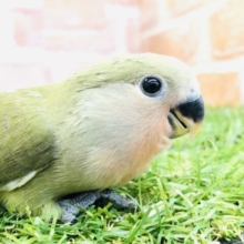 綺麗なグリーンカラー　小桜インコ　オリーブ　Ｒ５　４／２６撮影