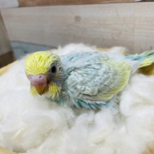 明るい色合いが可愛らしい！！セキセイインコのパステルレインボー！