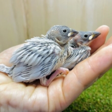 やっぱり僕たちが魅力的でしょ！　シルバー文鳥