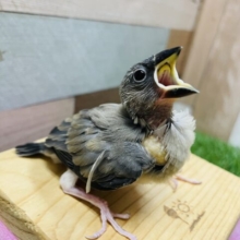 最新画像あります☆元気いっぱいに口を開けて待ってます♪定番人気カラーの桜文鳥🌸