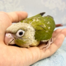かわよい🤍ウロコインコ(シナモン) 2023年2月生まれ