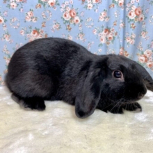 ロップイヤーラビット  ブラック  男の子  🎶🐰🖤