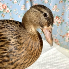 コールダック  カモ柄  女の子  🦆🎀･.｡*