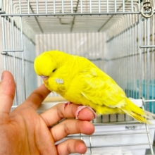 まんまる💛ジャンボセキセイインコ 2023年2月