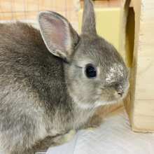美うさぎ♡ぬいぐるみみたい🐰ネザーランドドワーフ(ブルーオター)