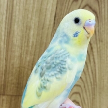 【最新画像更新🪄1人餌になりました☆】お花畑が想像出来ます♡セキセイインコ(パステルレインボーパイド) ヒナ