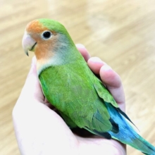 【画像更新🪄】触れ合う程にハマるツンデレさん♡コザクラインコ(ノーマル)