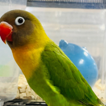 【最新画像更新🪄カゴデビュー済☆】ご無沙汰しております　ワタワタ動く　キエリボタンインコ～～