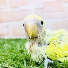 お久しぶりの入舎です　コザクラインコ　タイガーチェリー