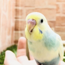 綺麗なカラーになりました　セキセイインコ　R５　４／１５撮影