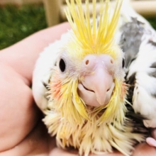 初入舎かな？　オカメインコのヘビーパイドがやってきました　R５　４／１５撮影