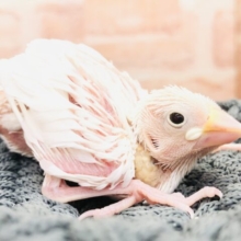 人気の白！　白文鳥入舎です　R５　４／１９撮影