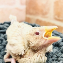 白文鳥と双璧のカラー　シナモン文鳥入舎　R５　４／１９撮影