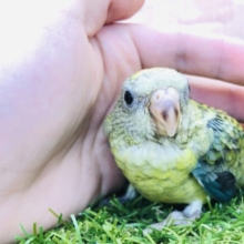 将来はどんな声で鳴いてくれるかな？　美声インコ　R５　４／１９撮影