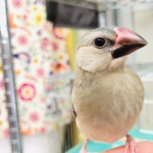 大定番の１羽　桜文鳥　Ｒ５　４／５撮影