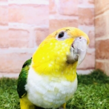 あれ？羽が生えた犬ですか？　シロハラインコ　R４　１２／３１撮影