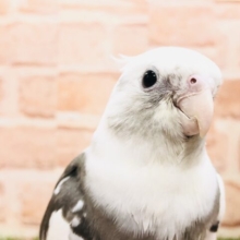 ジャージャーアピール上手　オカメインコ　WFパイド　Ｒ５　３／２９撮影