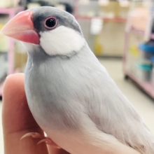 人気の渋めカラー　シルバー文鳥　Ｒ５　2／１撮影