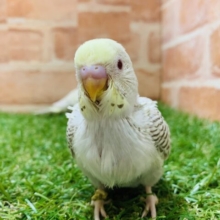 【緊急入舎！！】セキセイインコ　ファロー入舎です！！ R5. 4/9 撮影