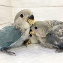 コザクラインコフェア　開催中！