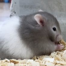 セーブルハムスター　白い腹巻模様がかわいいです！
