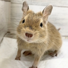 最新画像！デグー（サンド）　女の子　ちょっぴりびびりちゃんだったけど……！？