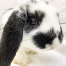 最新画像！白と黒のもふもふさん～🐰　ロップイヤーラビット(ブロークンブラック)