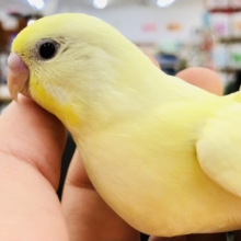 優しめ人気カラー　セキセイインコ　Ｒ５　５／２４撮影