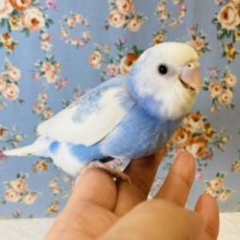 かわいいお空色💙☁️手乗りセキセイインコ(オパーリン)💙☁️